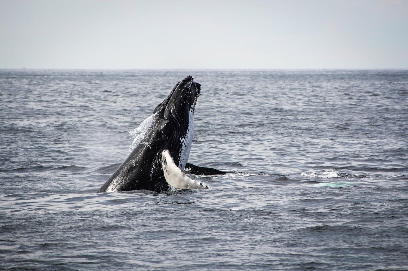 A humpback whale breaching clear of the water
